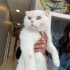 Sokağa Atılmış Scottish Fold İnci Kıza Acil Kalıcı Yuva fotoğraf