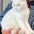Sokağa Atılmış Scottish Fold İnci Kıza Acil Kalıcı Yuva fotoğraf
