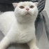 Sokağa Atılmış Scottish Fold İnci Kıza Acil Kalıcı Yuva fotoğraf