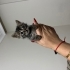 Evde büyüyen bebek kediye acil yuva fotoğraf