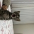 Evde büyüyen bebek kediye acil yuva fotoğraf