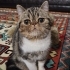 Güzel kızım Alisa fotoğraf