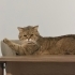 Tabby British Cookie aşıları tam kısır bir yaşında erkek fotoğraf