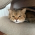 Tabby British Cookie aşıları tam kısır bir yaşında erkek fotoğraf