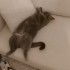 2. Kediyi düşünenler için dişi kısır iç dış parazit aşı yapılacaktır fotoğraf