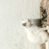 Oyuncu bir ev kedisi fotoğraf