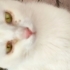 Oyuncu bir ev kedisi fotoğraf
