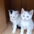 YAPIŞIK KEDİ İSTEYEN KAÇIRMASIN fotoğraf