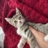 Sahibinden canavar fotoğraf