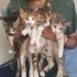 4 adet yavru kedi fotoğraf