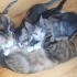 4 adet yavru kedi fotoğraf