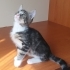 4 adet yavru kedi fotoğraf