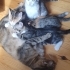 4 adet yavru kedi fotoğraf