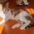 4 adet yavru kedi fotoğraf