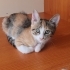 4 adet yavru kedi fotoğraf