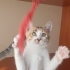 4 adet yavru kedi fotoğraf