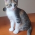 4 adet yavru kedi fotoğraf