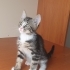 4 adet yavru kedi fotoğraf