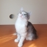 4 adet yavru kedi fotoğraf
