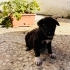 ÜCRETSİZ SAHİPLENDİRME LABRADOR MELEZİ 1,5  AYLIK KÖPÜŞLER fotoğraf