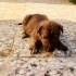 ÜCRETSİZ SAHİPLENDİRME LABRADOR MELEZİ 1,5  AYLIK KÖPÜŞLER fotoğraf
