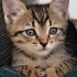LULİ YUVA ARIYOR fotoğraf