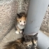 BIDIK KIZ İÇİN ACİL YUVA fotoğraf