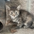 MİNİ KIZ İÇİN ACİL YUVA fotoğraf