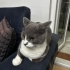 Acil yuva aranıyor fotoğraf