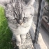 Badem Yuva arııyor. fotoğraf