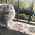 Badem Yuva arııyor. fotoğraf
