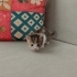 Minik Zeyna ömürlük yuvasını arıyor fotoğraf