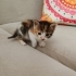 Minik Zeyna ömürlük yuvasını arıyor fotoğraf