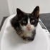 ANNEM VE KARDEŞLERİM YOK,TEK BAŞINAYIM, ACİL YUVA ARIYORUM fotoğraf