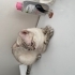 Aryam çok tatlı bir kedi🐈 fotoğraf