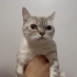 Aryam çok tatlı bir kedi🐈 fotoğraf