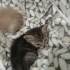 2 minik kardeş için acil yuvalar fotoğraf
