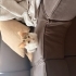dişi yavru kedi fotoğraf