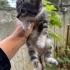Bir Aylık Yavru Kedilere Acil Yuva fotoğraf