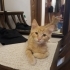 4 AYLIK BEBİŞLERİMİZE ACİL EV fotoğraf
