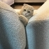 İsmi gibi komik bir kedi🫶🏻😋 fotoğraf