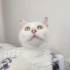 Kalıcı yuva arıyoruz fotoğraf