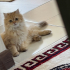 Sevimli uysal yaramaz değil sizlerle uyumaya alışık ve aşırı bağımlı kedi fotoğraf