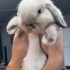 ENDER IRK MİYANTÜR SİYAM VE MİNİ LOP fotoğraf