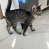 Kalıcı yuva arıyor fotoğraf