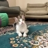 Yuvalandıkları ailede çıkan alerji sebebiyle yuva arıyorlar fotoğraf