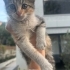 Tek Kalmış Yavru Calico fotoğraf