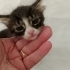 İZMİR KLİNİĞE TERKEDİLEN 1 AYLIK  3 BEBEK ARTIK KORUMA ALTINDA fotoğraf