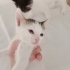 İZMİR KLİNİĞE TERKEDİLEN 1 AYLIK  3 BEBEK ARTIK KORUMA ALTINDA fotoğraf