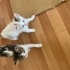 Canayakın sevimli yavru kediler fotoğraf